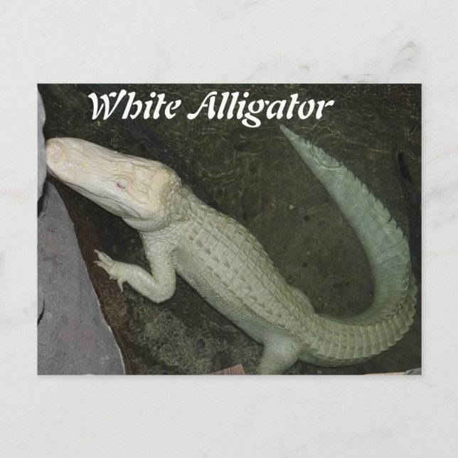 White Alligator Vykort (Framsida)