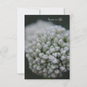 White Allium Anteckningskort