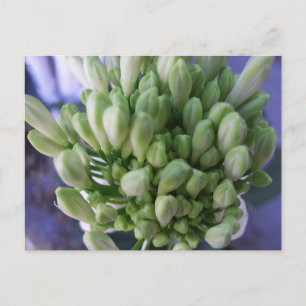 White Allium Buds Vykort