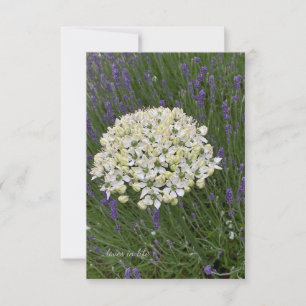 White Allium & Lavender Flowers Anteckningskort