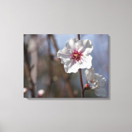 White Almond Flower - Natural Vår Light Elegant Canvastryck