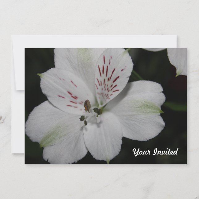 White Alstroemeria din inbjudna inbjudan (Framsida)
