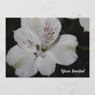 White Alstroemeria din inbjudna inbjudan