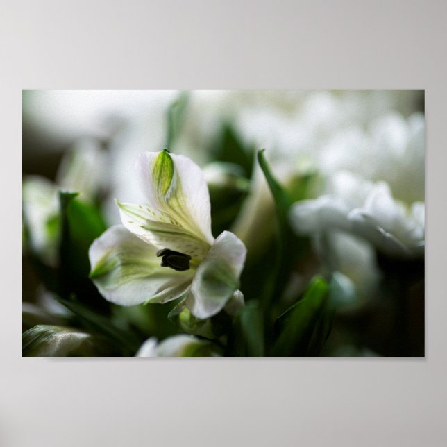 White Alstroemeria Peruvian Lilly Flower Poster (Framsidan)