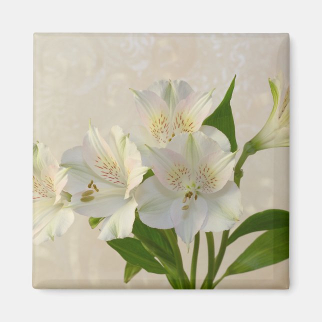 White Alstromeria Flowers Magnet (Framsidan)
