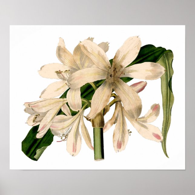 White Amaryllis Botanical Poster (Framsidan)