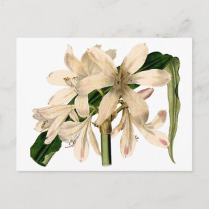 White Amaryllis Botanical Vykort