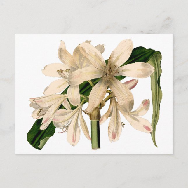 White Amaryllis Botanical Vykort (Framsida)