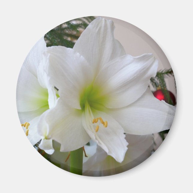 White Amaryllis och Julgran Magnet (Framsidan)