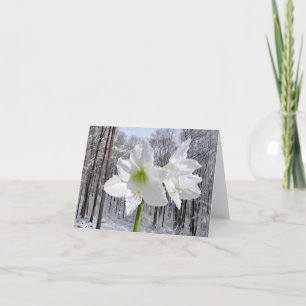 White Amaryllis och Snö I Helgkort