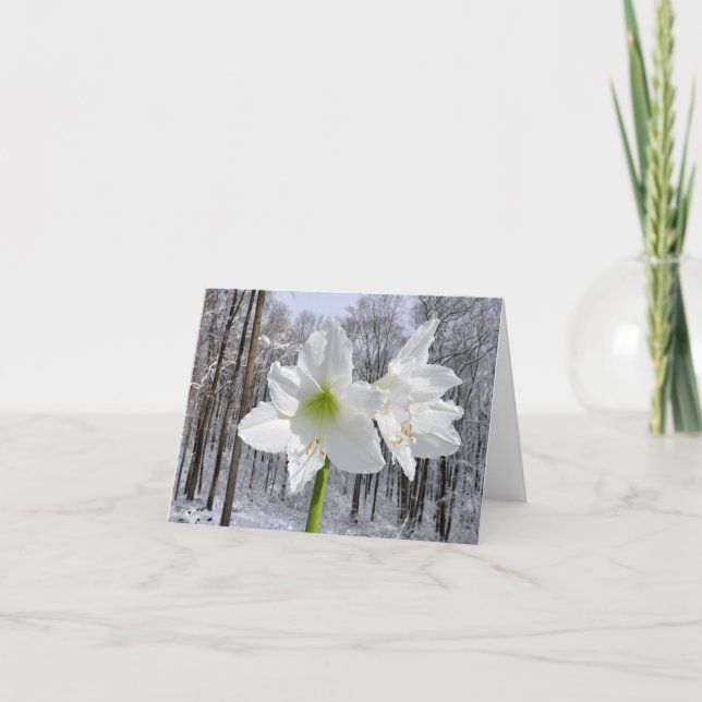 White Amaryllis och Snö I Helgkort (Framsida)