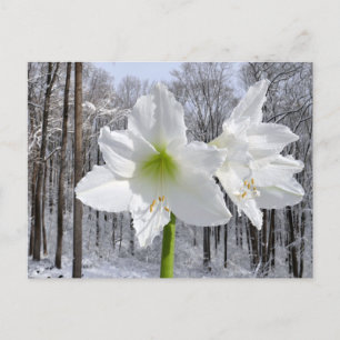 White Amaryllis och Snö I Vykort
