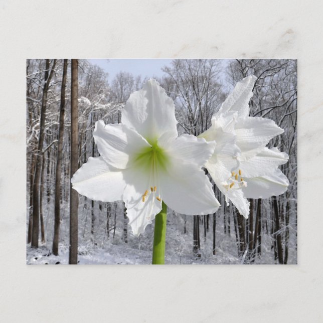 White Amaryllis och Snö I Vykort (Framsida)