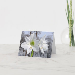 White Amaryllis och Snö II Helgkort
