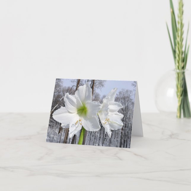 White Amaryllis och Snö II Helgkort (Framsida)
