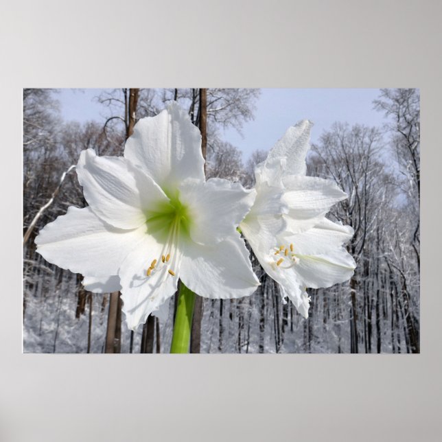 White Amaryllis och Snö II Poster (Framsidan)