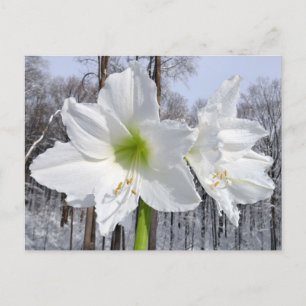 White Amaryllis och Snö II Vykort