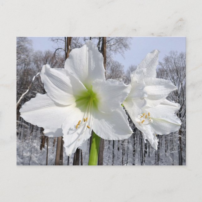 White Amaryllis och Snö II Vykort (Framsida)