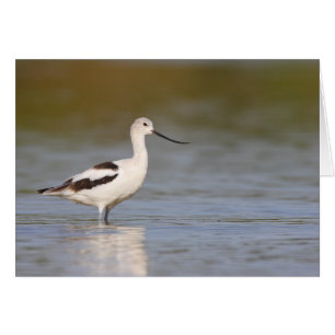 White American Avocet Hälsningskort