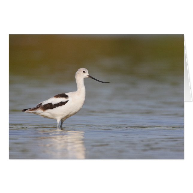 White American Avocet Hälsningskort (Framsidan Horizontal)