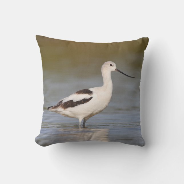 White American Avocet Kudde (Framsida)
