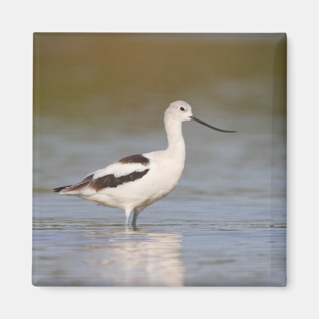 White American Avocet Magnet (Framsidan)
