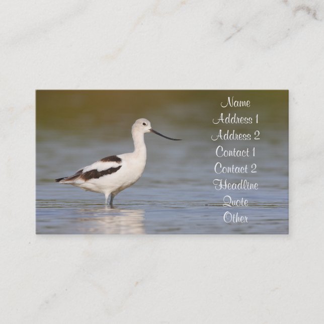 White American Avocet Visitkort (Framsida)