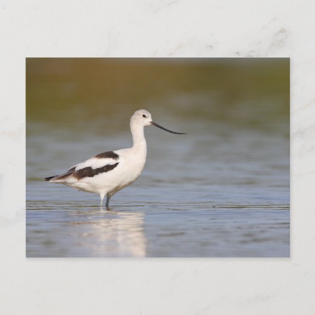 White American Avocet Vykort (Framsida)