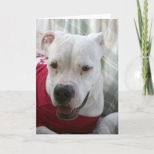 White American Bulldog Photo Kort