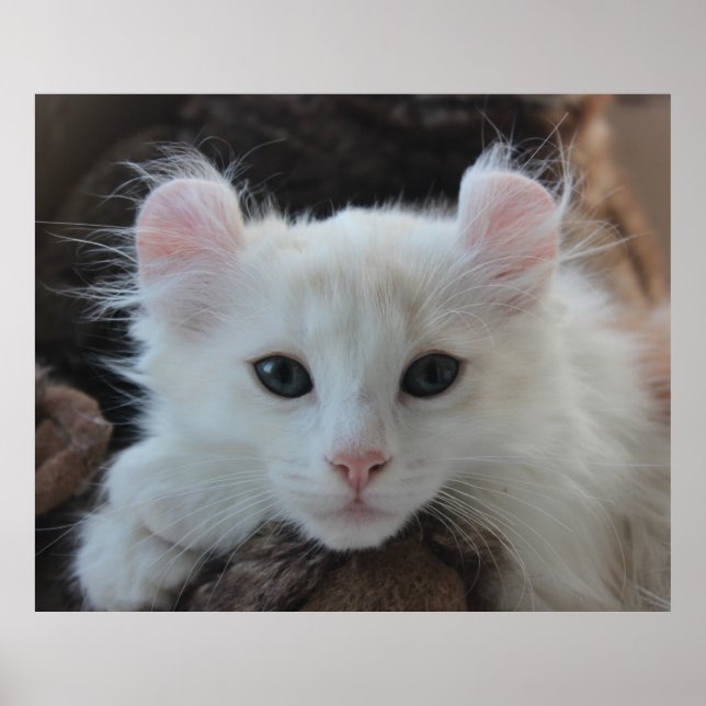 White American Curl Kitten Poster (Framsidan)