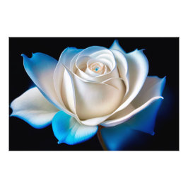 White and Blue Rose Fototryck