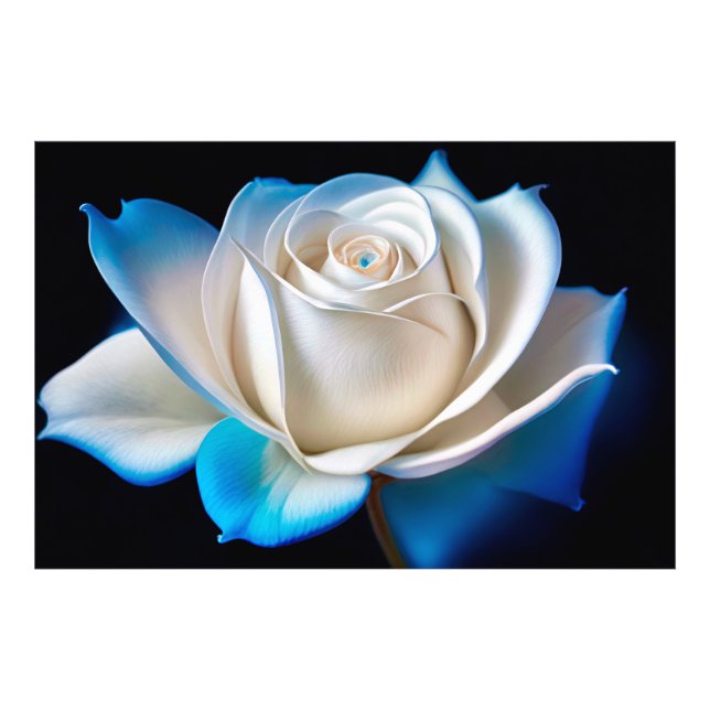 White and Blue Rose Fototryck (Framsidan)