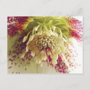 White and Lila Hellebore Vykort