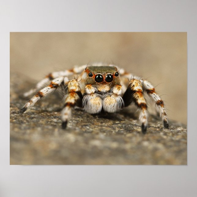 White and Orange Jumping Spider Poster (Framsidan)