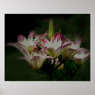 White and Red Lily Flowers Poster