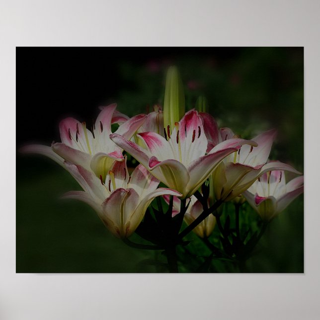 White and Red Lily Flowers Poster (Framsidan)