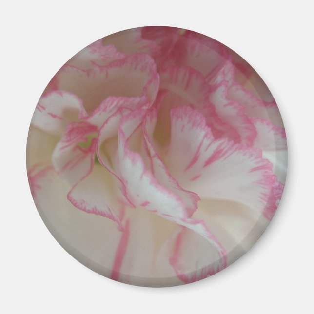White and Rosa Carnation Magnet (Framsidan)