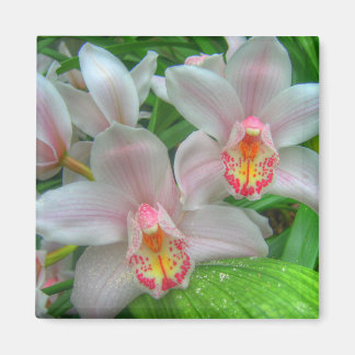 White and Rosa Orchids Magnet