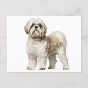 White and Tan Shih Tzu Puppy Hund Vykort