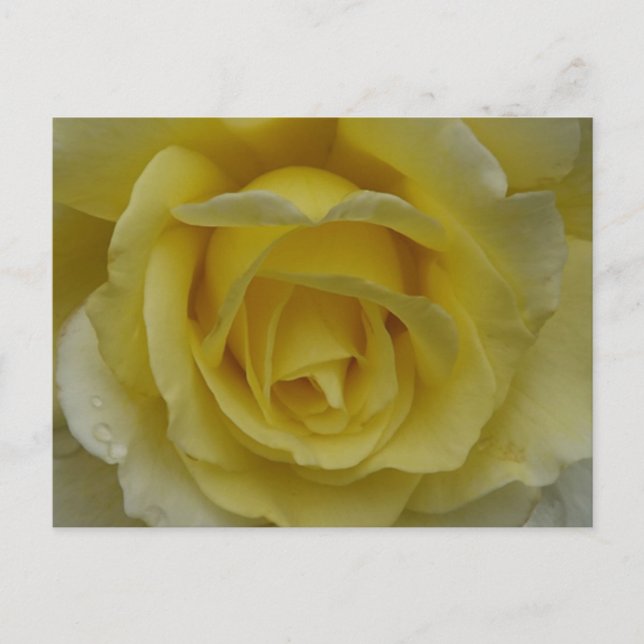 White and Yellow Rose Postcard Vykort (Framsida)