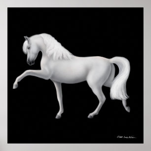 White Andalusian Horse Print Poster
