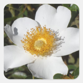 White Anemone Fyrkantigt Klistermärke