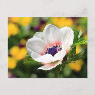 White Anemone Vykort