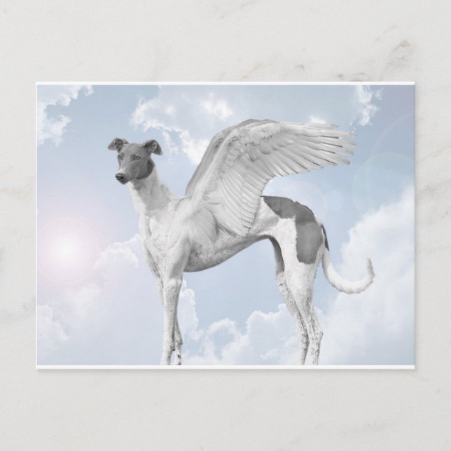 White Angel Greyhound Vykort (Framsida)