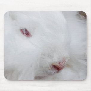 White Angora Rabbit Musmatta