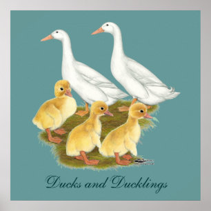 White Anka och Ducklings Poster