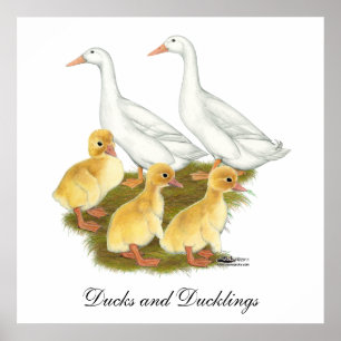 White Anka och Ducklings Poster
