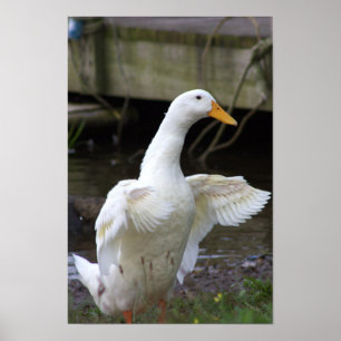 White Anka Photo Poster
