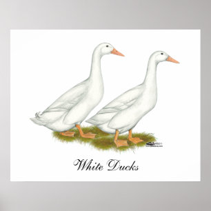 White Anka Poster