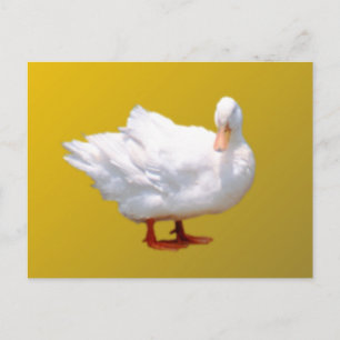 White Anka Vykort